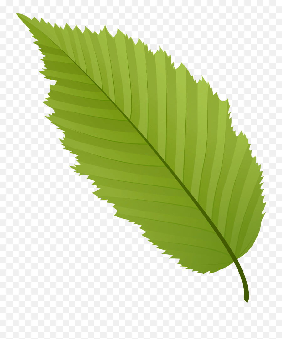 American Hornbeam Green Leaf Clipart Free Download - American Hornbeam Png,Green Leaf Png