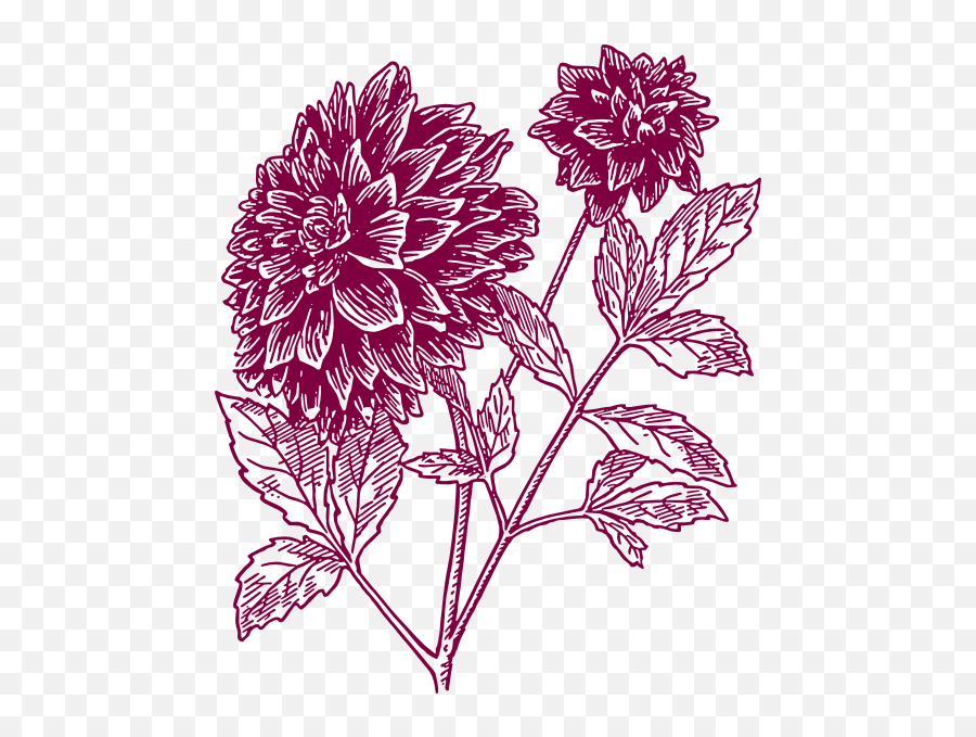 Free Pink Carnation Png Download Clip Art - Drawing Black Dahlia Flower,Carnation Png