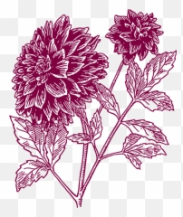 Free Pink Carnation Png Download Clip Art - Drawing Black Dahlia Flower,Carnation Png