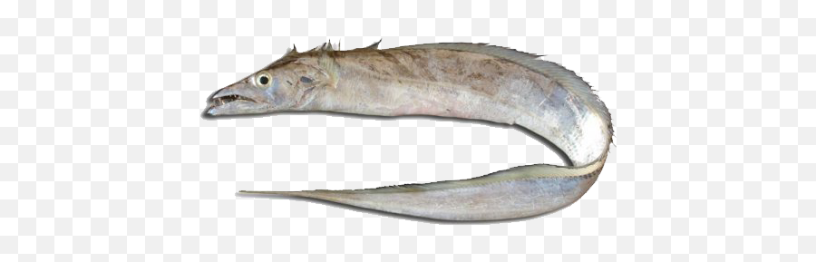 Ribbonfish - Pez Cinturon Png,Transparent Ribbon Eel