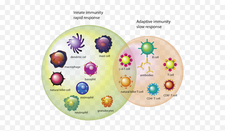 Which Cells Are Important In The Immune System - Globulos Blancos En El Sistema Inmunologico Png,Cells Png