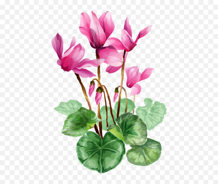 Free Iris Flower Png Download - Cyclamen Png,Iris Flower Png