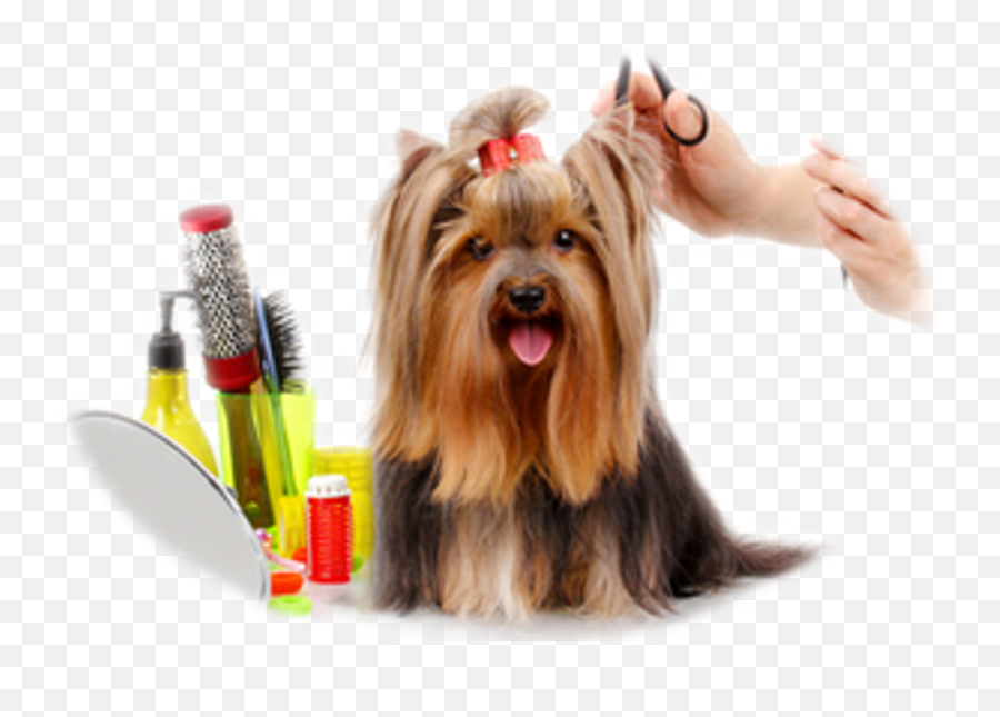 Dog Groomer Barber Cosmetologist Veterinarian - Dog Png Groom Dog,Veterinarian Png