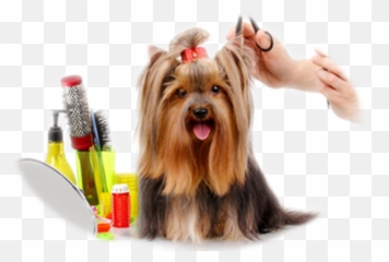 Dog Groomer Barber Cosmetologist Veterinarian - Dog Png Groom Dog,Veterinarian Png
