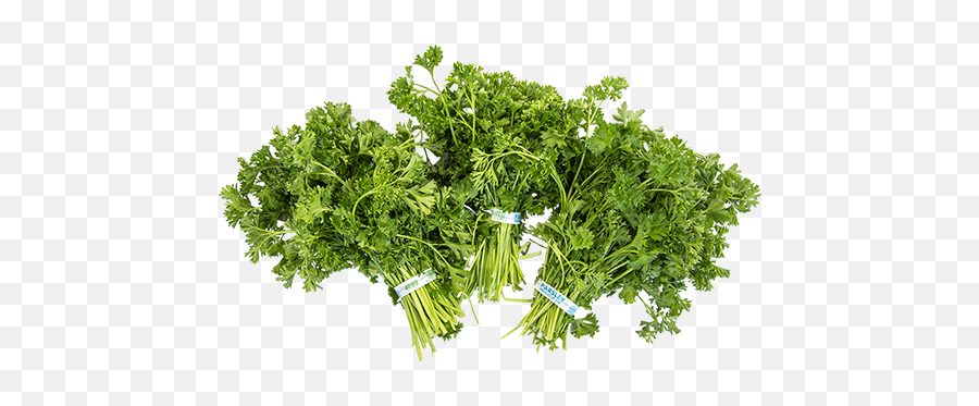 Parsley - Curly Coriander Png,Parsley Png