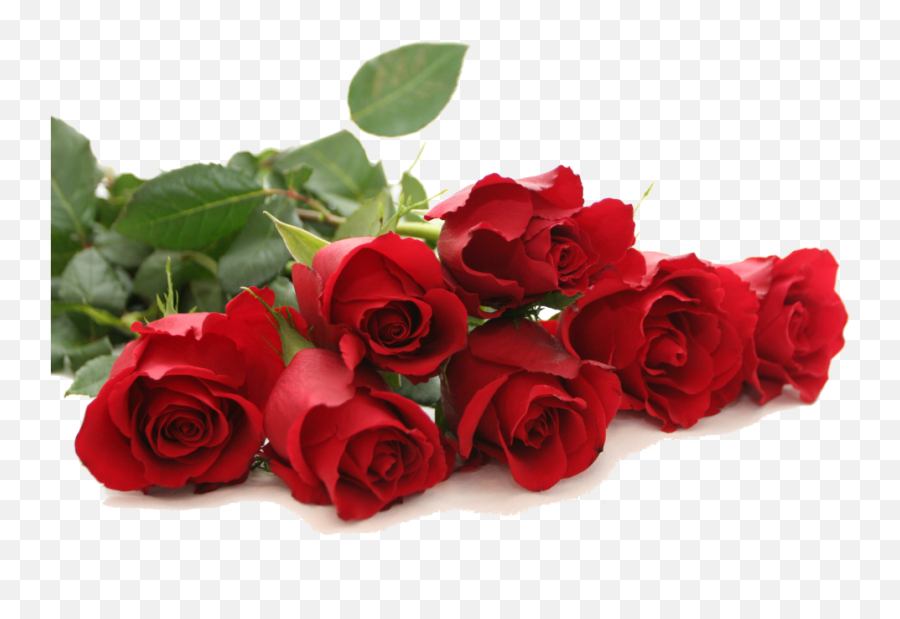 Download Red Rose Png - Beautiful Roses For Her,Red Rose Transparent