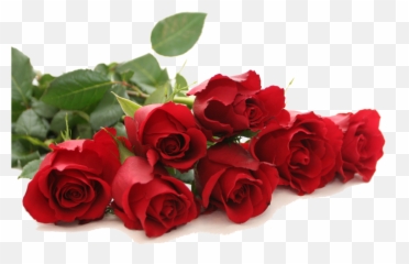 Download Red Rose Png - Beautiful Roses For Her,Red Rose Transparent