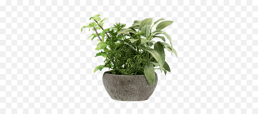 9 Inch Herb Garden Png