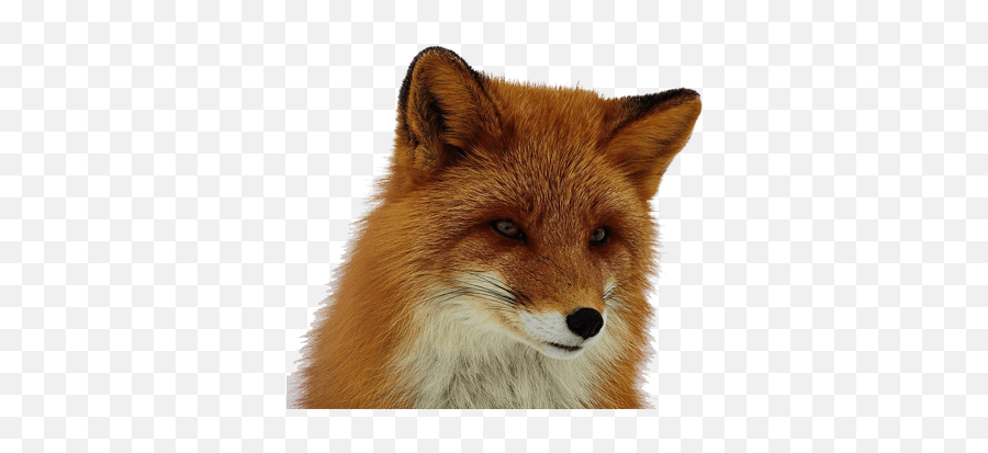 Fox Png - Red Fox Clear Background,Fox Png