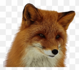 Fox Png - Red Fox Clear Background,Fox Png