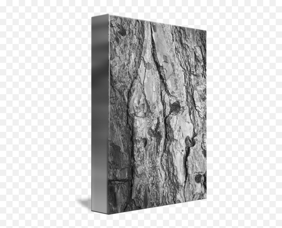 Tree Bark By Tal Paz - Fridman Monochrome Png,Tree Bark Png