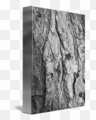 Tree Bark By Tal Paz - Fridman Monochrome Png,Tree Bark Png