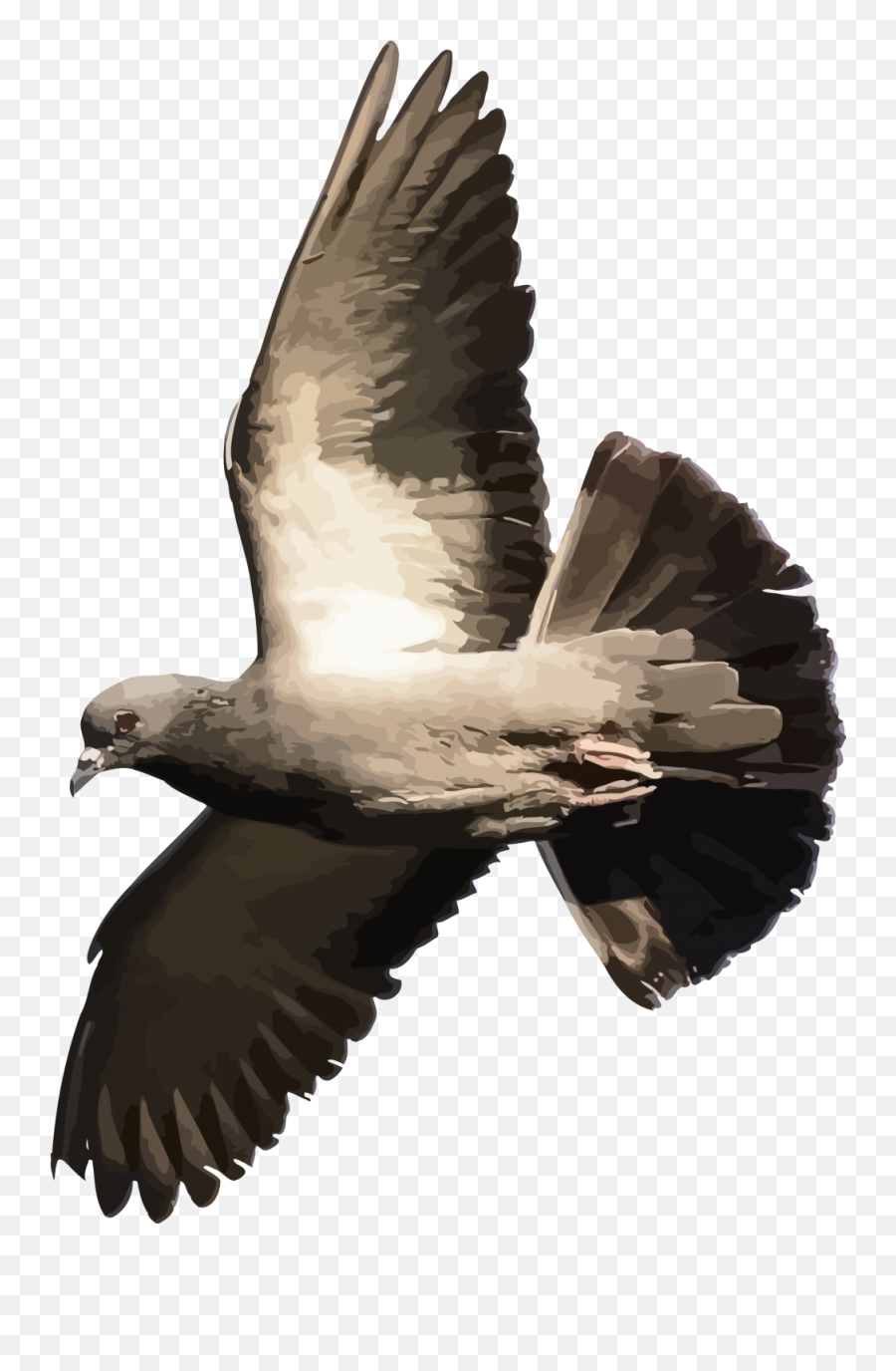 Download - Pigeonpngtransparentimagestransparent Flying Bird Pigeon Transparent Png,Pigeons Png