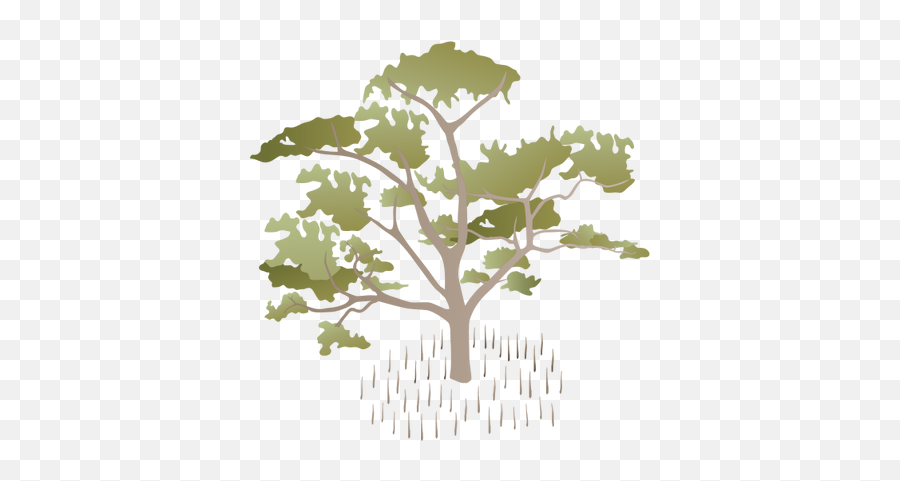 Mangrove Vector Png Image - Sonneratia Alba Illustration,Mangrove Png