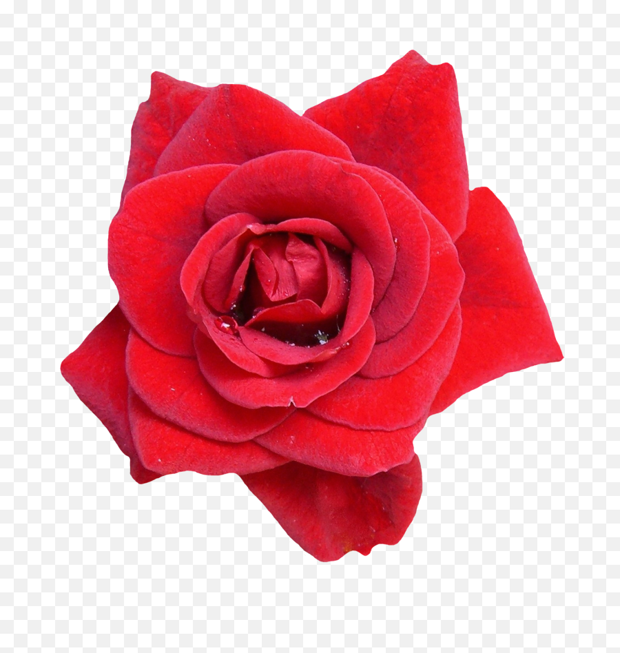 Red Rose Flower Png Image - Transparent Background Red Rose Png,Red Rose Png