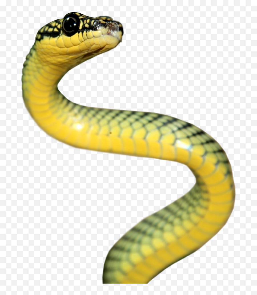 Le Serpent Png - Snake Images Hd For Editing,Serpent Png