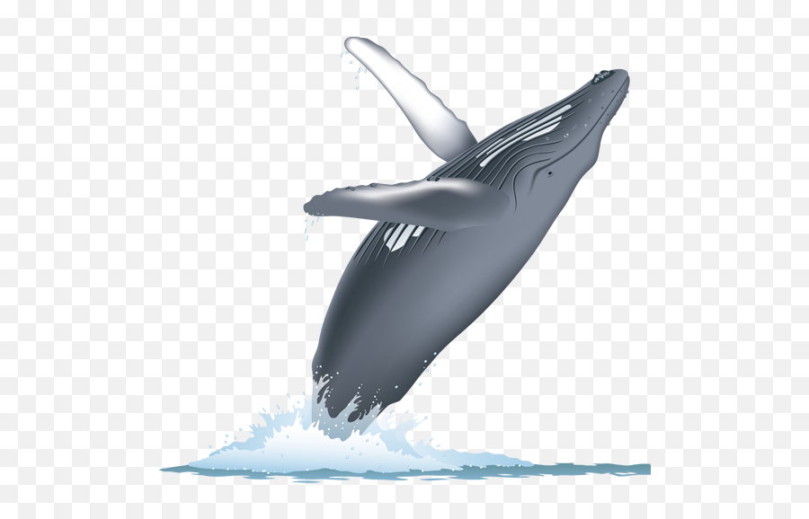 Humpback Whale Png 6 Image - Humpback Whales Png,Humpback Whale Png