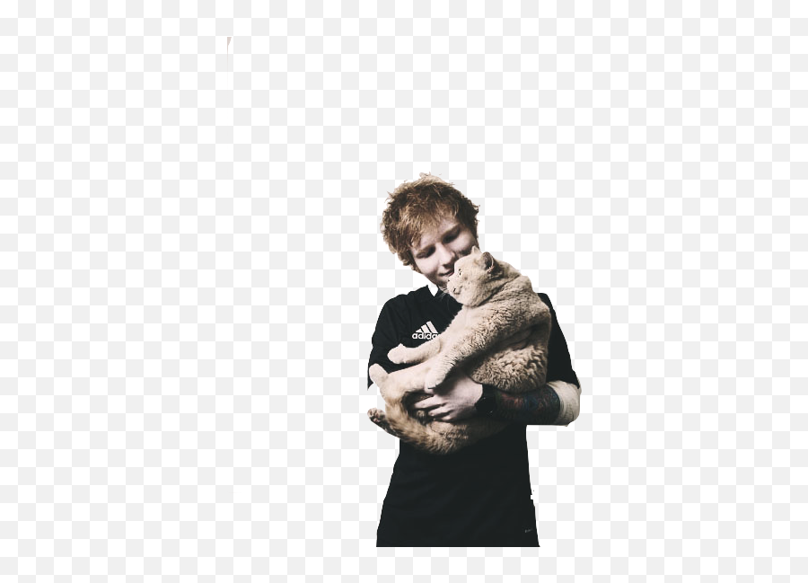 Download Hd Ed Sheeran Cat And - Ed Sheeran Con Su Gatito Png,Ed Sheeran Png