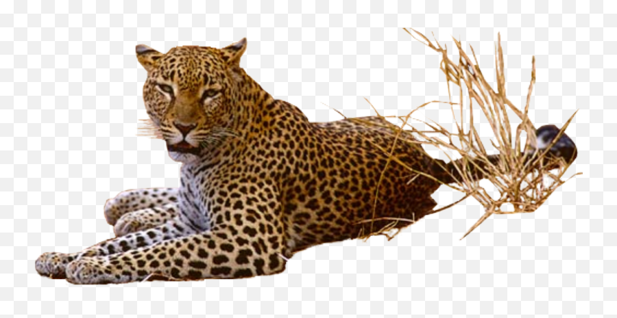 Jaguar Png - Leopard Png Transparent,Jaguar Png