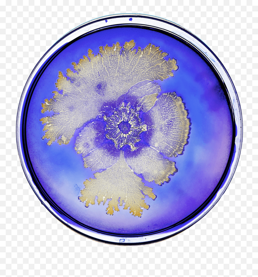 Bacteria In Petri Dish Transparent Png - Bacteria,Bacteria Transparent Background