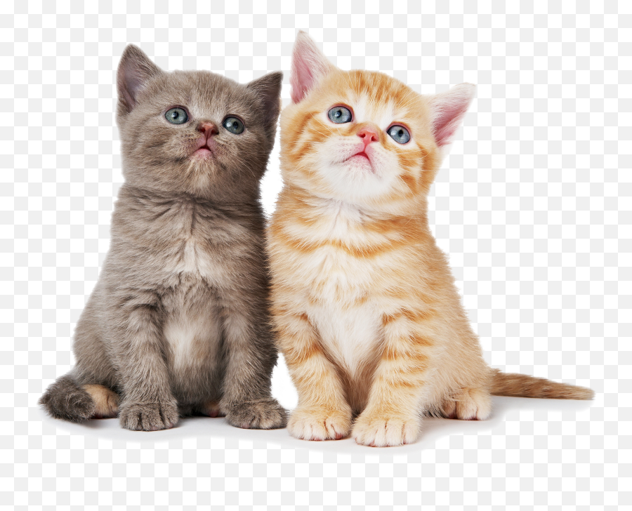 Png Sector Download Two Cats Image 853183 - Png Images Transparent Background Cat Png,Cats Transparent Background