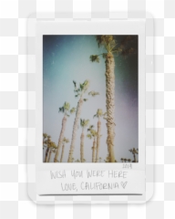 Wish You Were Here Polaroid Sticker Png