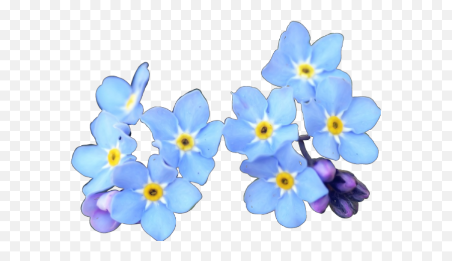 Credit If Use Flowers Png Blueflowers Blueflower Flo - Flower,Forget Me Not Png
