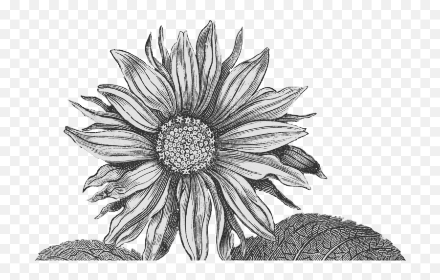 Paperesse Vintage Sunflower Png Imageu2014friday Freebie - Transparent Sunflower Png Black And White,Sunflower Transparent Background