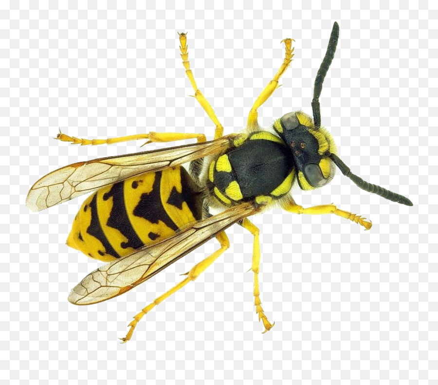 Wasp Png - Vespula Germanica,Hornet Png