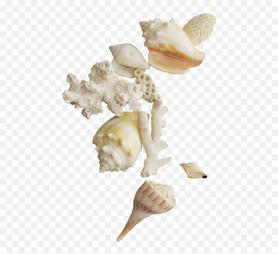 Seashell Clip Art - Seashells Png Download 500742 Free Sea Shells Png,Seashell Png