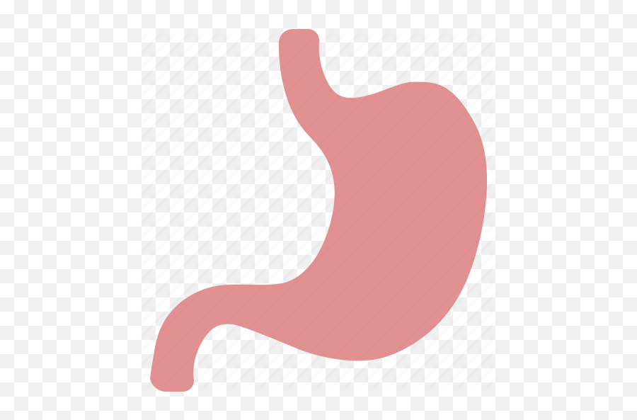 Acid Digestion Digestive Organ - Digestion Png,Stomach Png