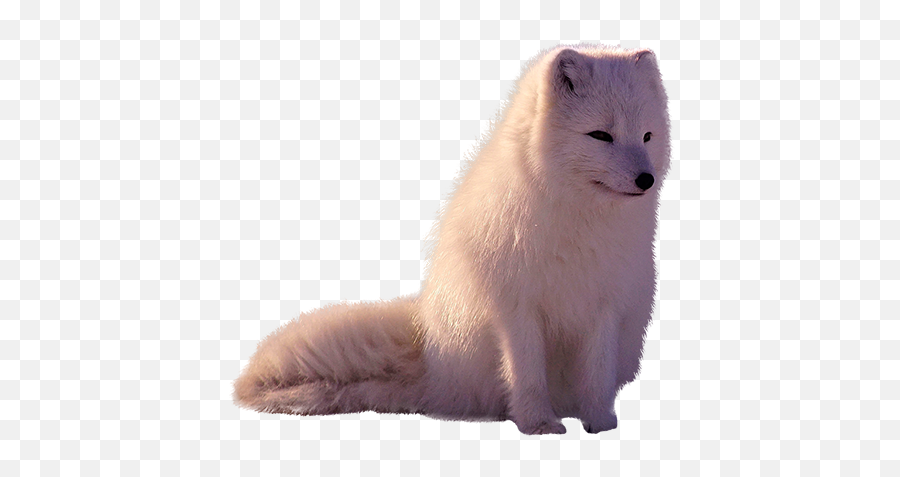Arctic Fox - Fox Overlay Transparent Png,Arctic Fox Png
