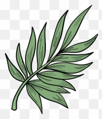 Download Palm Leaf Clipart Hd Png - Art