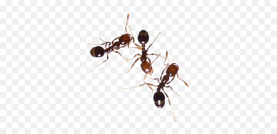 Download Ant Free Png Transparent Image And Clipart - Ant Species In Bangladesh,Ant Transparent Background