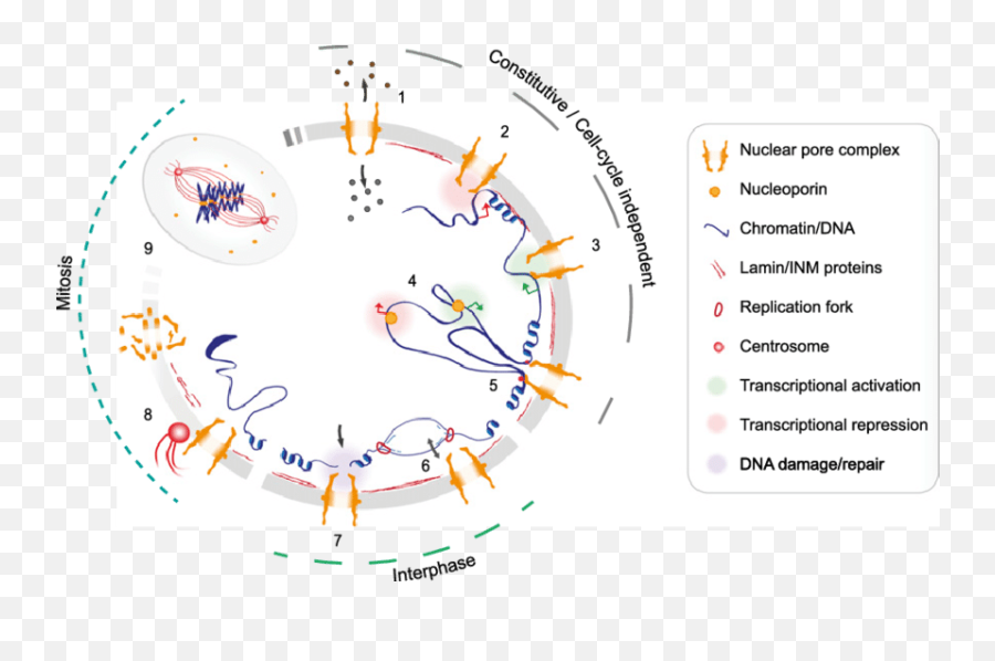 Npc Components Affect Genome Functions - Npc And Chromatin Png,Npc Png