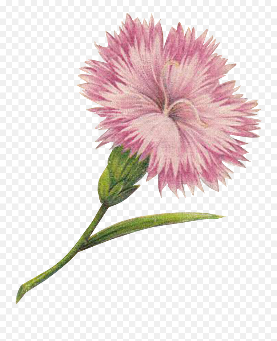 Download Hd Free Graphics Tall Flowers - Carnation Png,Carnation Png