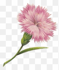 Download Hd Free Graphics Tall Flowers - Carnation Png,Carnation Png