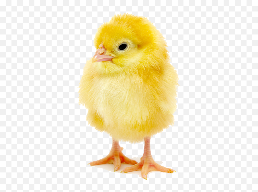 Index Of Wp - Contentuploads201510 Broiler Png,Baby Chick Png