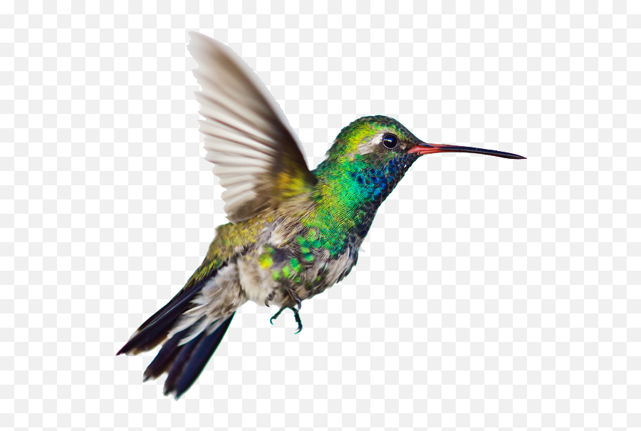 Download Hummingbird Clipart Png Image - Hummingbird Transparent Background,Hummingbird Png
