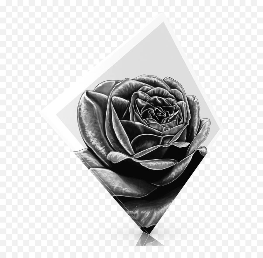 Black Rose - Lovely Png,Black Roses Png