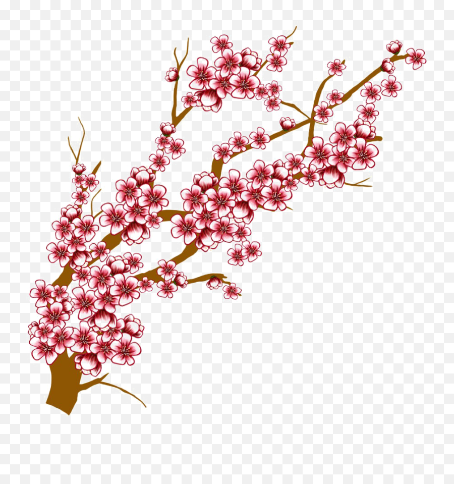 Download Japanese Flowering Cherry Transparent Background - Drawing Cherry Blossom Tree Png,Cherry Blossoms Transparent