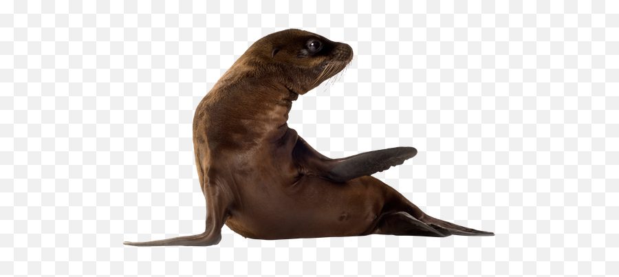 Vertebrate Seal California Sea Lion - California Sea Lion Png,Sea Lion Png