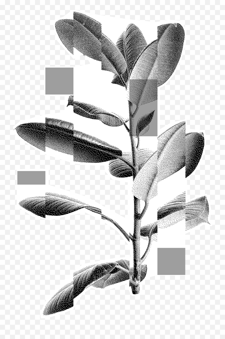 Acacia Tree Png - Sketch,Acacia Tree Icon