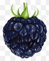 Free Blackberry Cliparts Png Images - Fruit Art