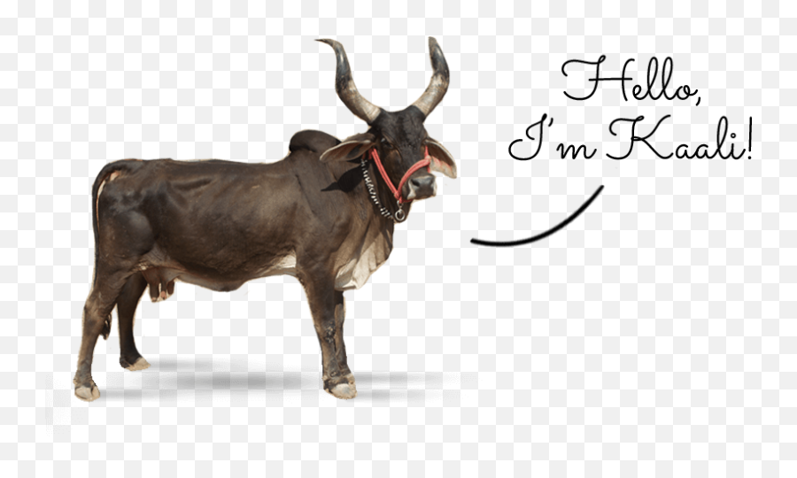 Download Indian Zebu Kali - Kali Linux Png Image With No Indian Ox,Kali Linux Logo