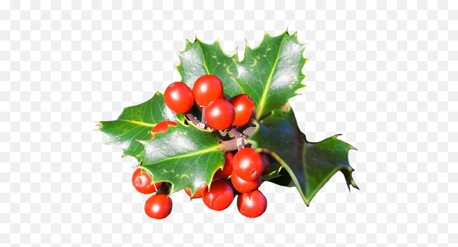 Christmas Clip Art - Christmas Berries Png,Christmas Holly Png