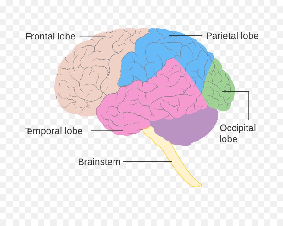Filediagram Showing The Lobes Of Brain Cruk 308svg - Anatomy Of The Brain Psychology Png,Brain Transparent Background