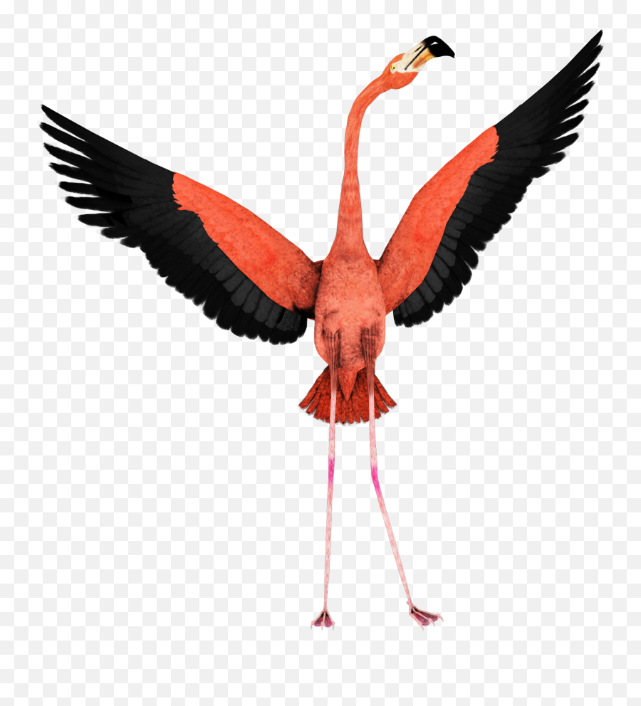 Flamingo Transparent Background - Transparent Flamingo Flying Png,Flamingo Transparent Background