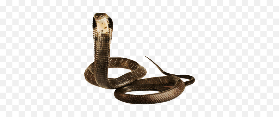 Cobra Snake Png Image - King Cobra,Venom Snake Png