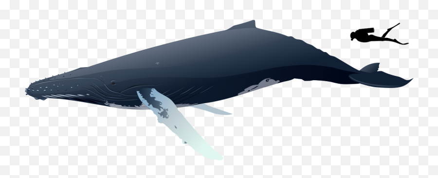 Humpback Whale Size - Humpback Whale Size Comparison Png,Humpback Whale Png